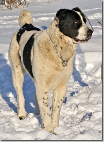 HundeDari02