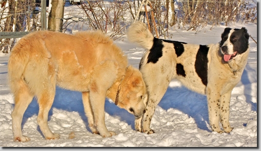 HundeDari03