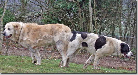 HundeDari04