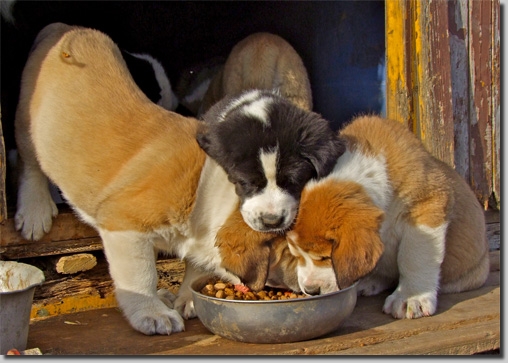 HundeDaribol3