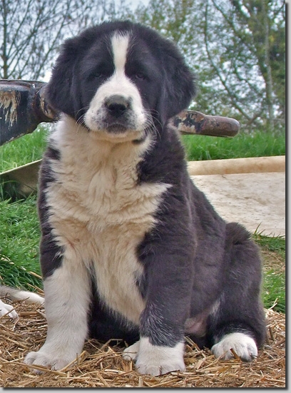 HundeDariGhara