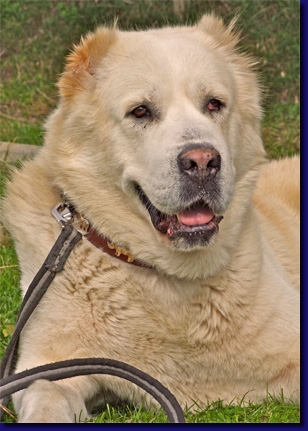 HundeAktash005