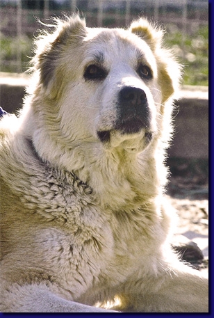 HundeKutchie001