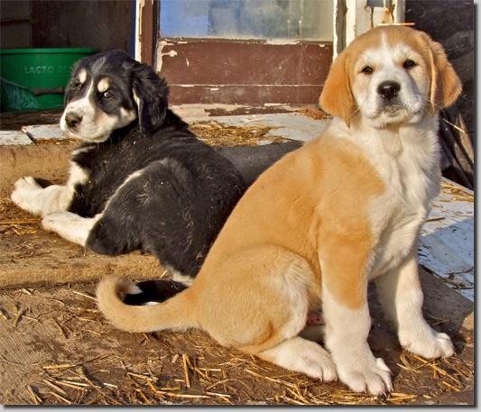 HundeWelpenFeb1113