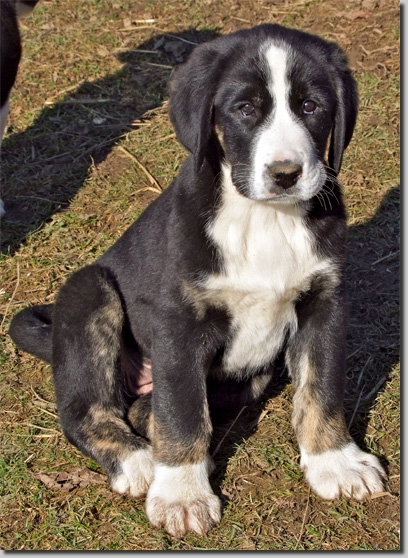 HundeWelpenFeb1112