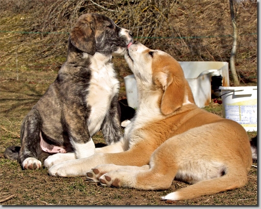 HundeWelpenFeb1114