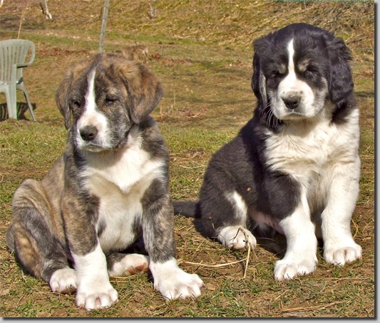 HundeWelpenFEb1115
