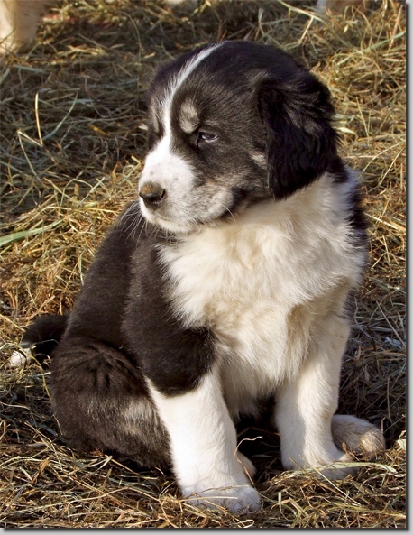 HundeWelpenFeb1118