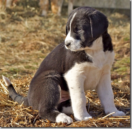 HundeWelpenFeb1120