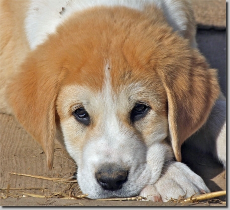 HundeWelpenFeb1123