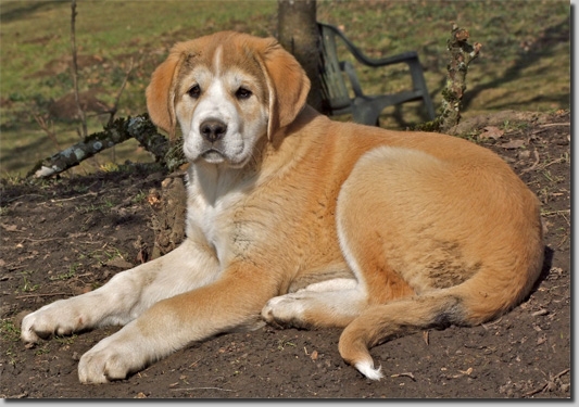 HundeWelpenFeb1116