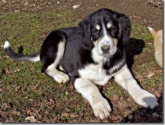 HundeWelpenMar1102