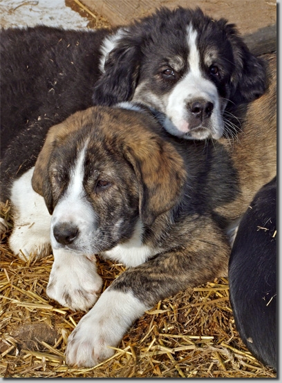 HundeWelpenMar1101