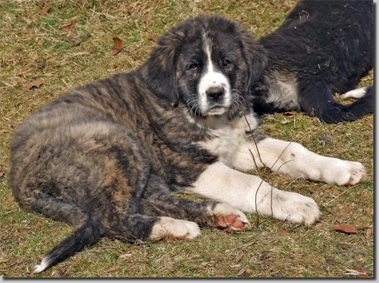 HundeWelpenMar1104
