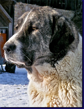 HundeUrga001