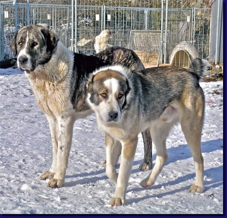 HundeUrga002