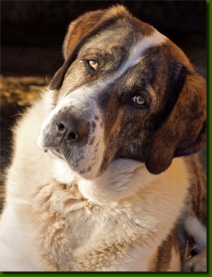 HundeCAO000