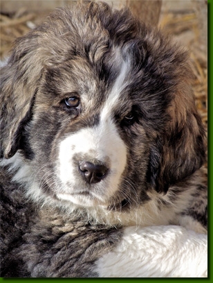 HundeWelpen0011