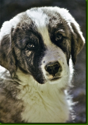 HundeWelpen019