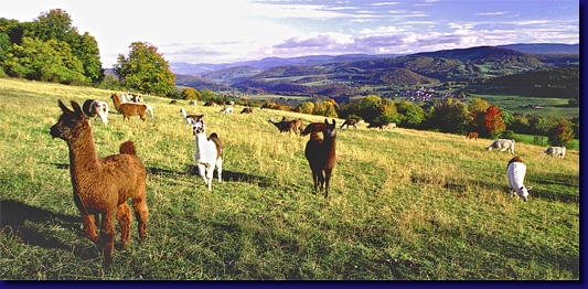 LamasPanorama00