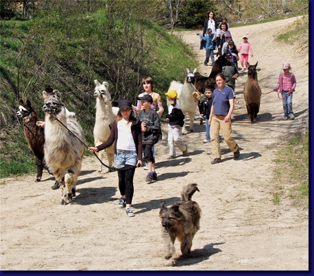 Lamas-Promenades-01