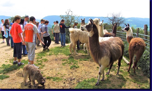 LamasVisites01